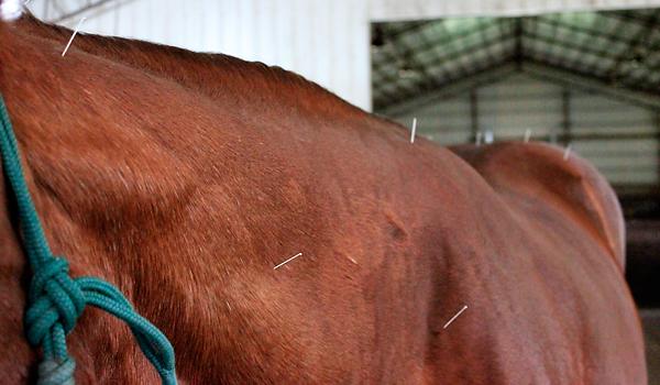 Acupuncture for our Equine Friends | Hoof & Horn